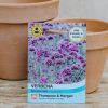 Plants Thompson & Morgan Seeds | Verbena Bonariensis Seeds