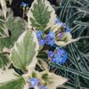 Plants Brunnera Pollinator Garden | Brunnera Dawson'S White