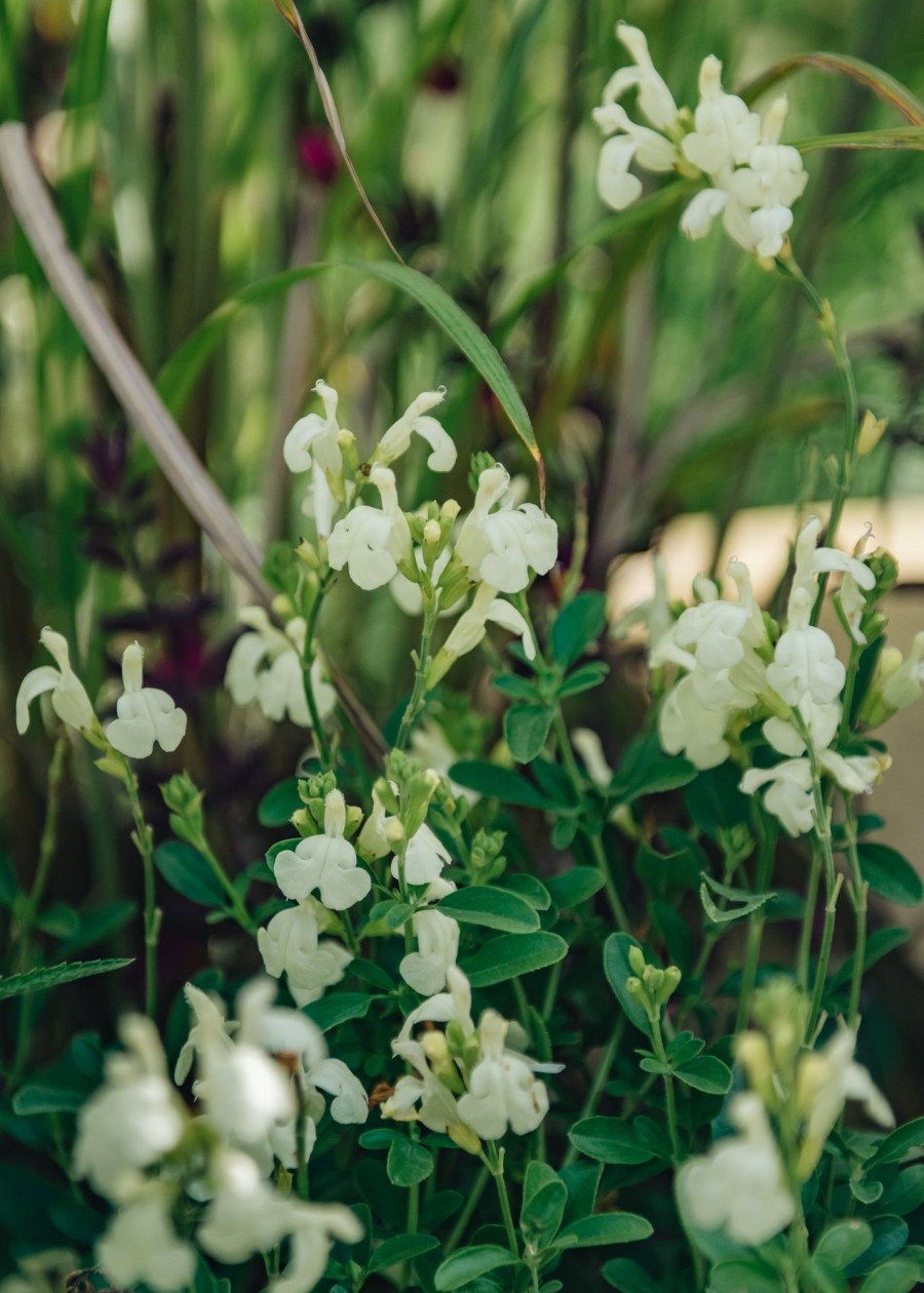 Plants Salvia Pollinator Garden | Salvia Clotted Cream