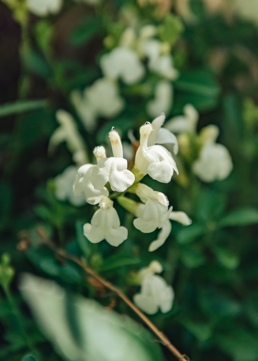 Plants Salvia Pollinator Garden | Salvia Clotted Cream