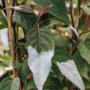 Plants Actinidia Cottage Garden | Actinidia Kolomikta