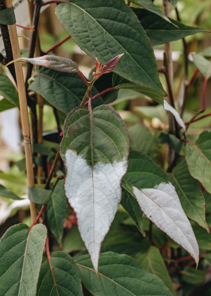 Plants Actinidia Cottage Garden | Actinidia Kolomikta