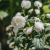 Plants Philadelphus Cottage Garden | Philadelphus Snowbelle 4.5L