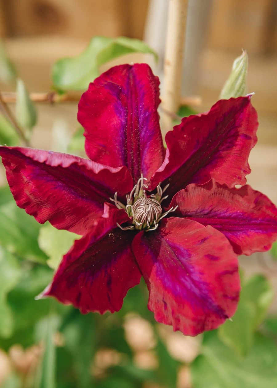 Plants Clematis Cottage Garden | Clematis Rebecca