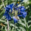 Plants Agapanthus Prairie Garden | Agapanthus Flower Of Love