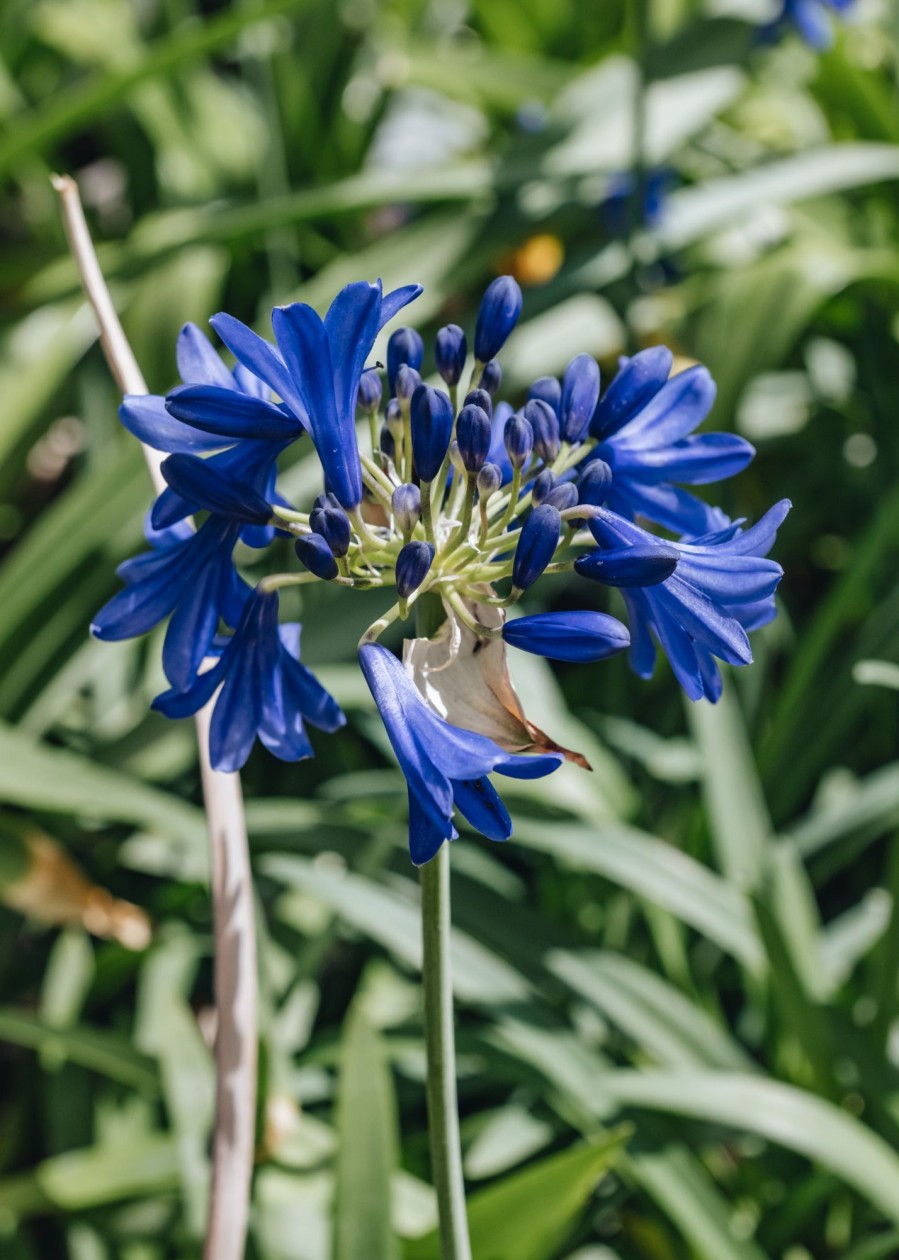 Plants Agapanthus Prairie Garden | Agapanthus Flower Of Love