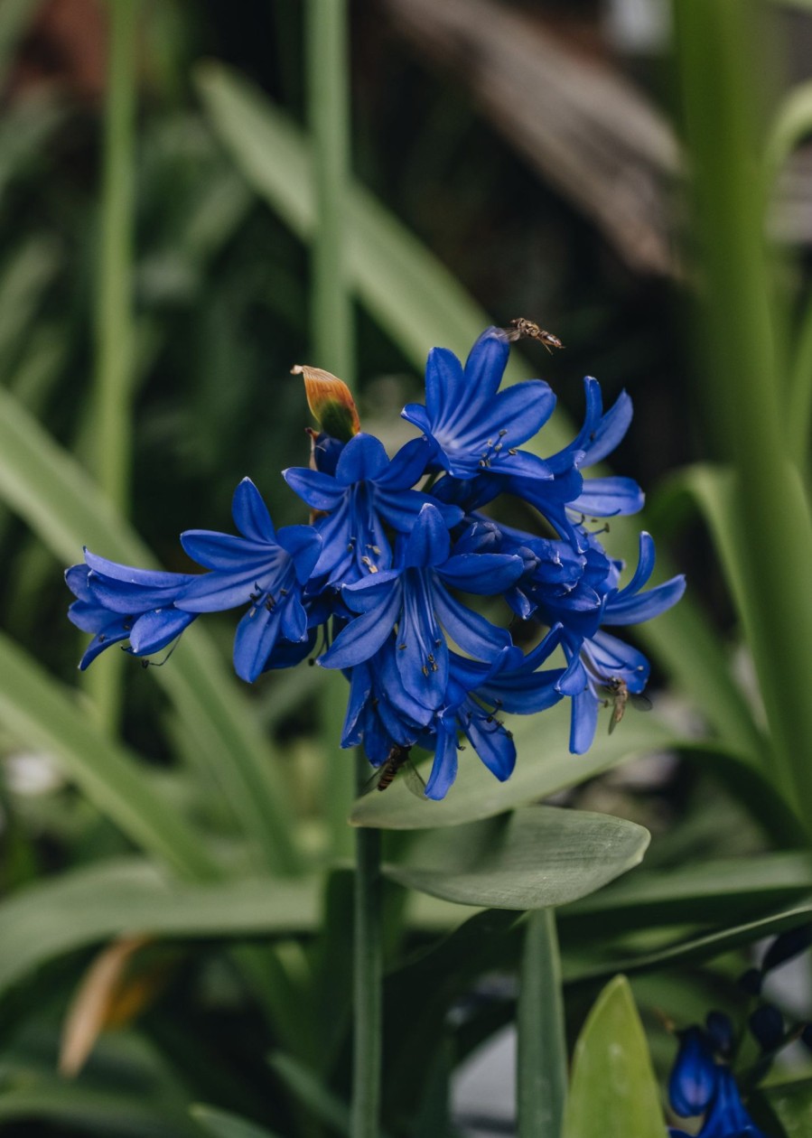 Plants Agapanthus Prairie Garden | Agapanthus Flower Of Love