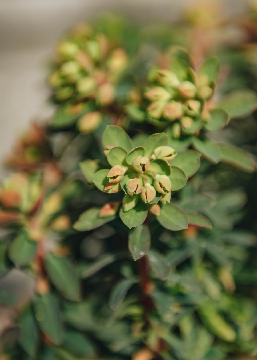 Plants Euphorbia Cottage Garden | Buy Euphorbia Martinii Ascot Rainbow