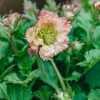 Plants Geum Pollinator Garden | Geum Pink Petticoats