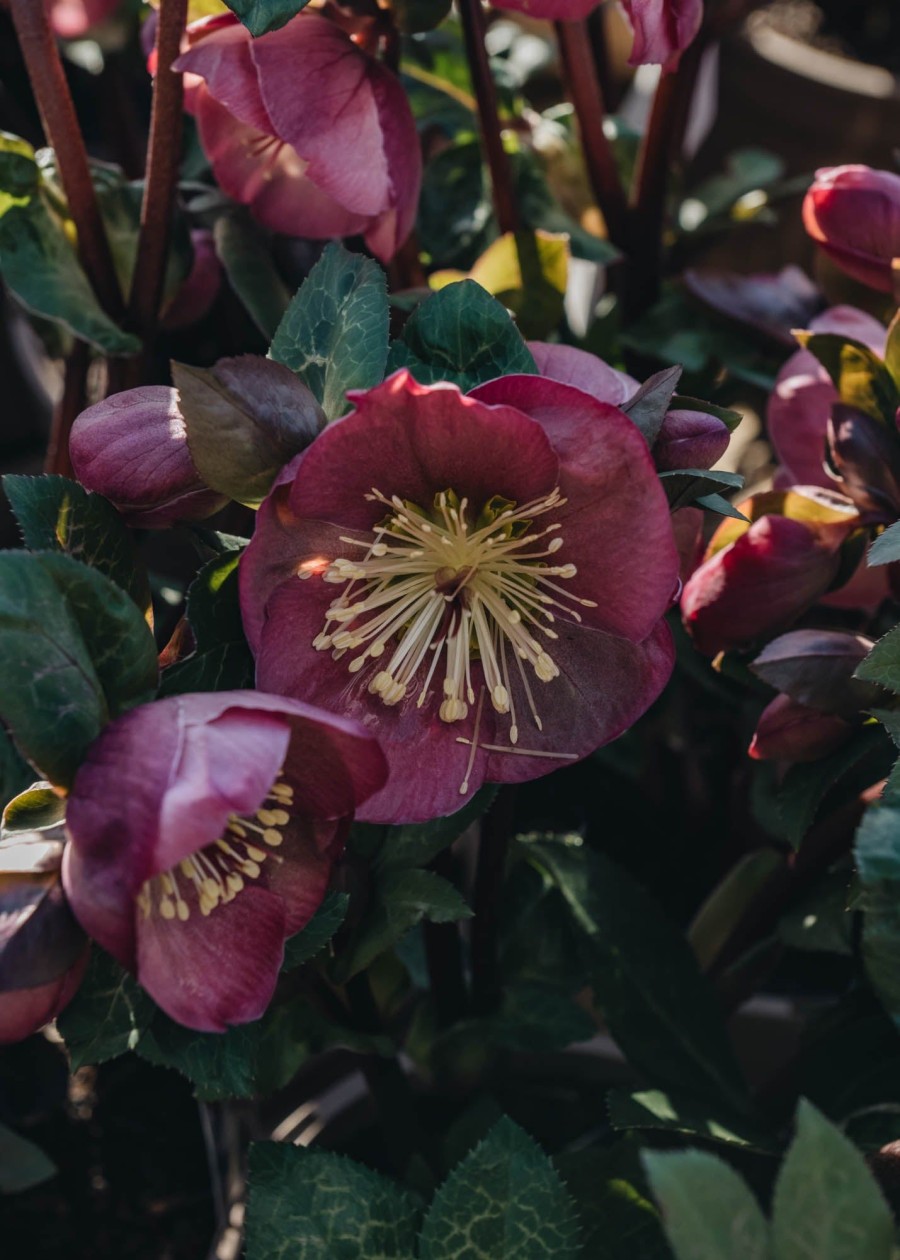 Plants Hellebore Cottage Garden | Helleborus X Ericsmithii Penny'S Pink | Burford Garden Co.