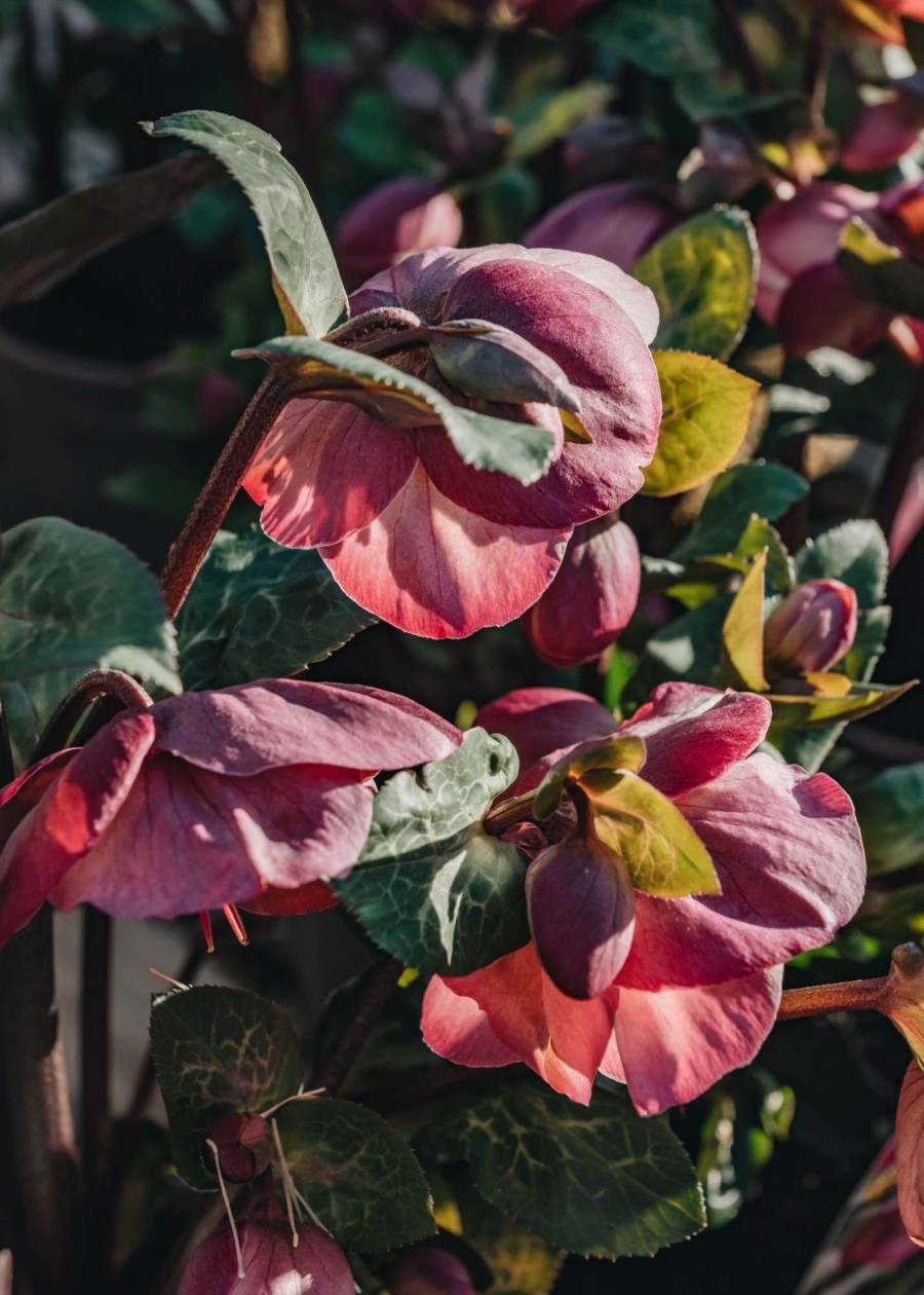 Plants Hellebore Cottage Garden | Helleborus X Ericsmithii Penny'S Pink | Burford Garden Co.