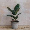 Interiors Houseplants Houseplants & Pots | British Grown Ficus Elastica Robusta