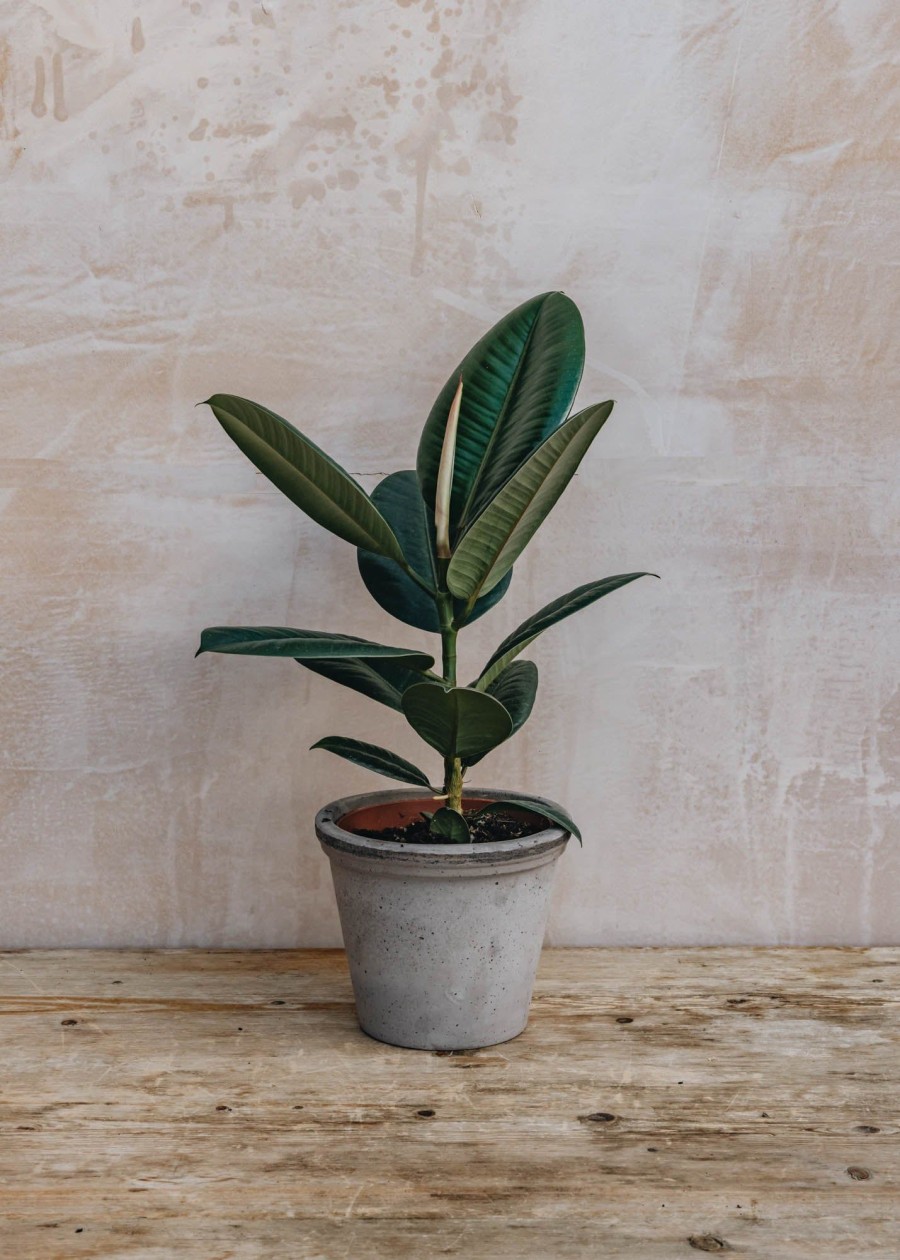 Interiors Houseplants Houseplants & Pots | British Grown Ficus Elastica Robusta