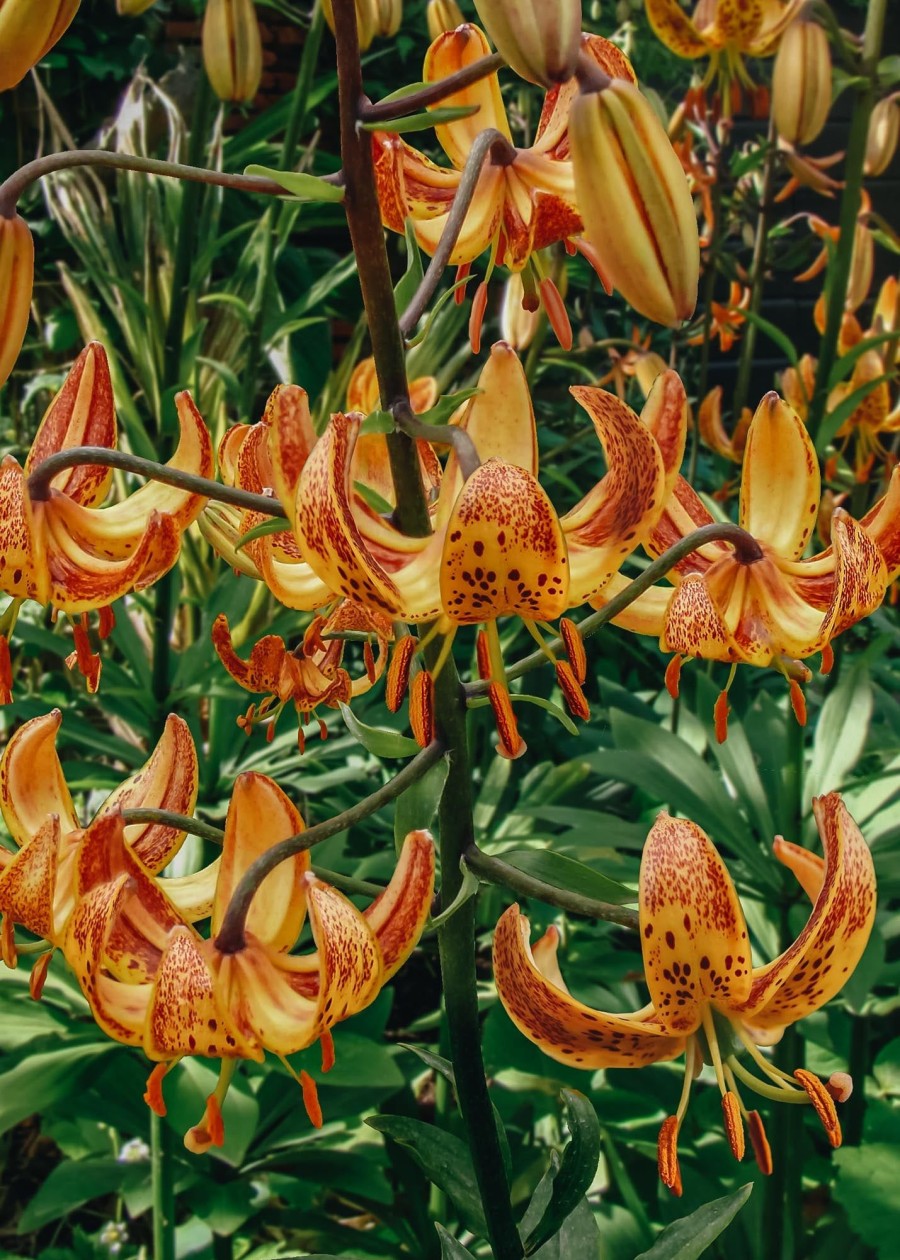 Plants Taylors Bulbs Lily Bulbs | Lilium 'Sunny Morning', Pack Of Three Bulbs