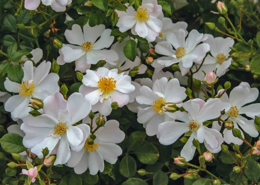 Plants David Austin Roses Cottage Garden | Buy Rosa Grouse 2000