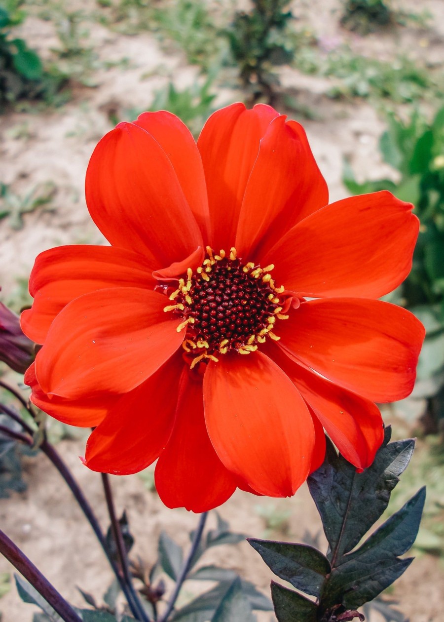 Plants Taylors Bulbs Dahlia Tubers | Dahlia 'Bishop Of Llandaff', Pack Of Five Tubers