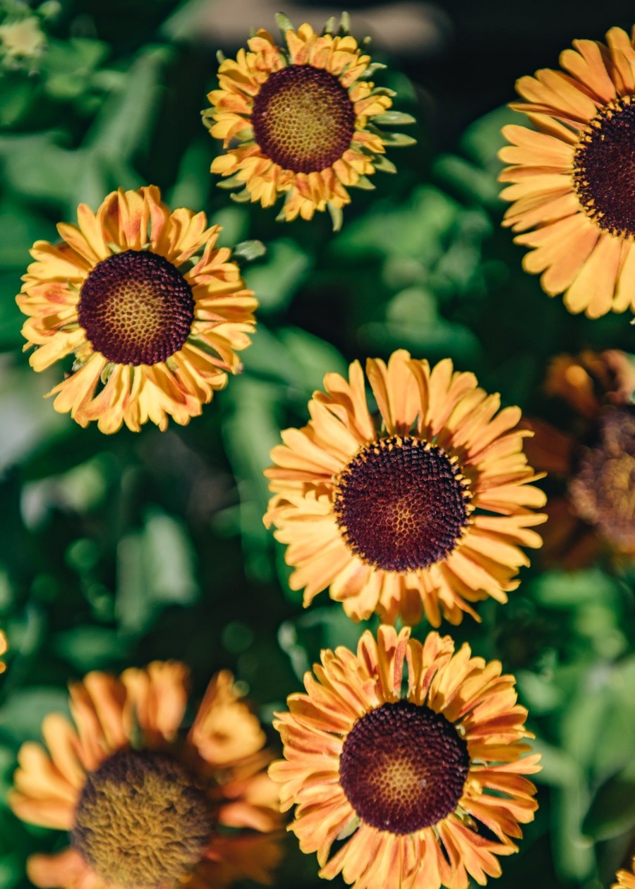 Plants Helenium Prairie Garden | Buy Helenium Short 'N' Sassy