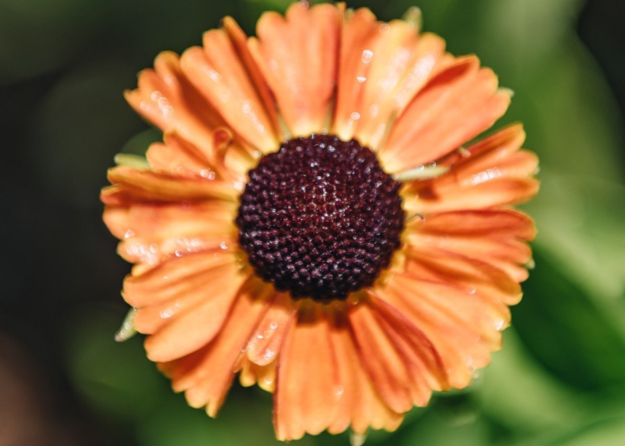 Plants Helenium Prairie Garden | Buy Helenium Short 'N' Sassy