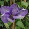 Plants Clematis Cottage Garden | Clematis Mrs Charlmondeley