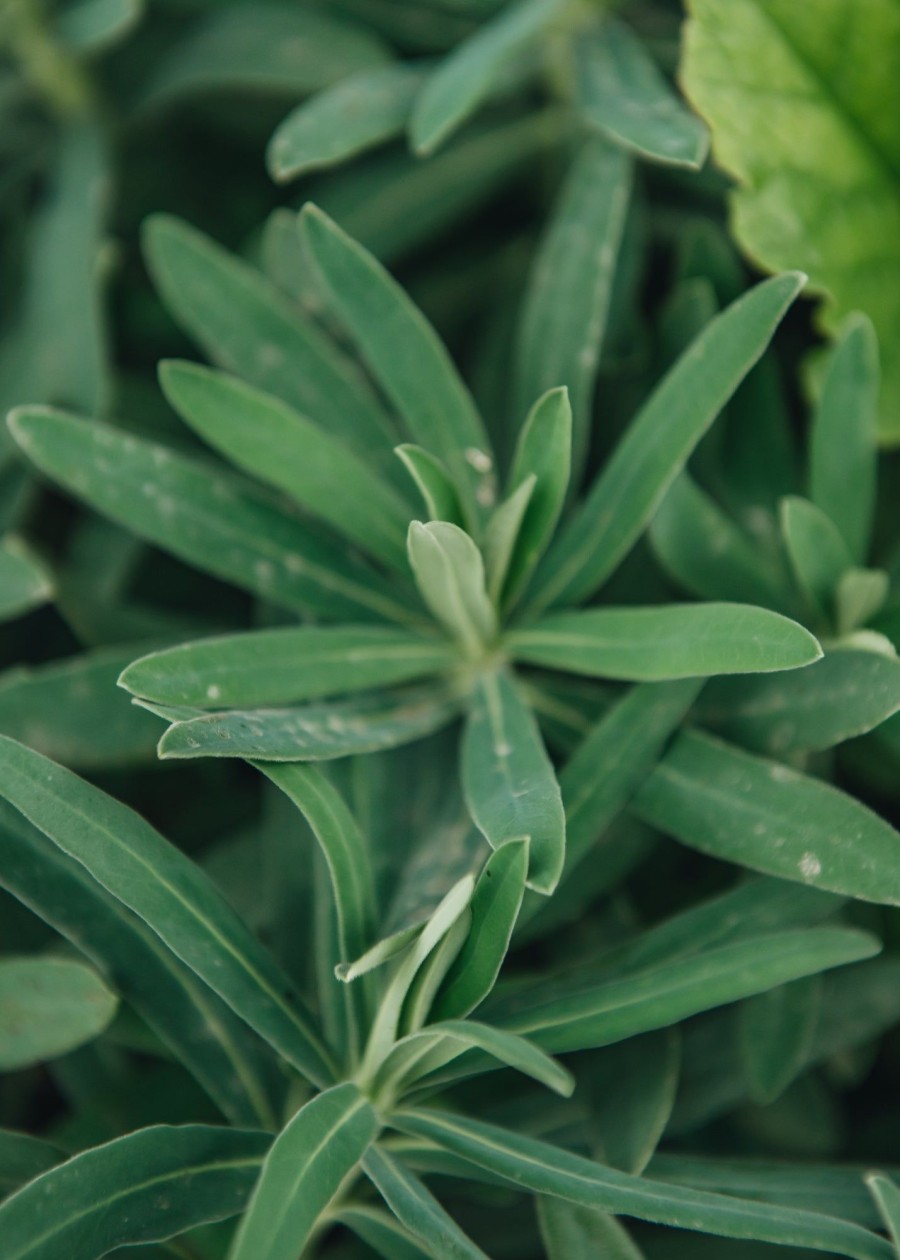 Plants Euphorbia Cottage Garden | Buy Euphorbia Characias Wulfenii