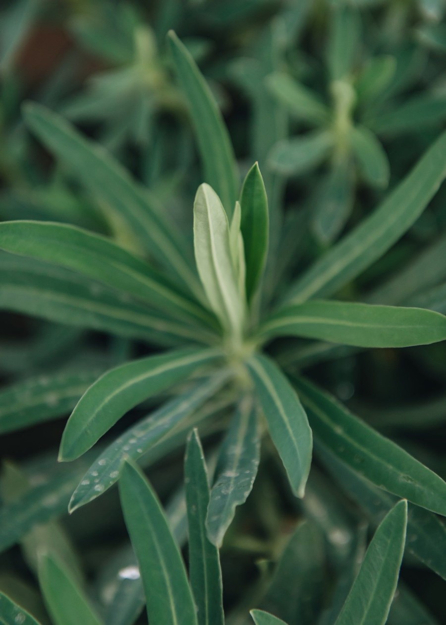 Plants Euphorbia Cottage Garden | Buy Euphorbia Characias Wulfenii