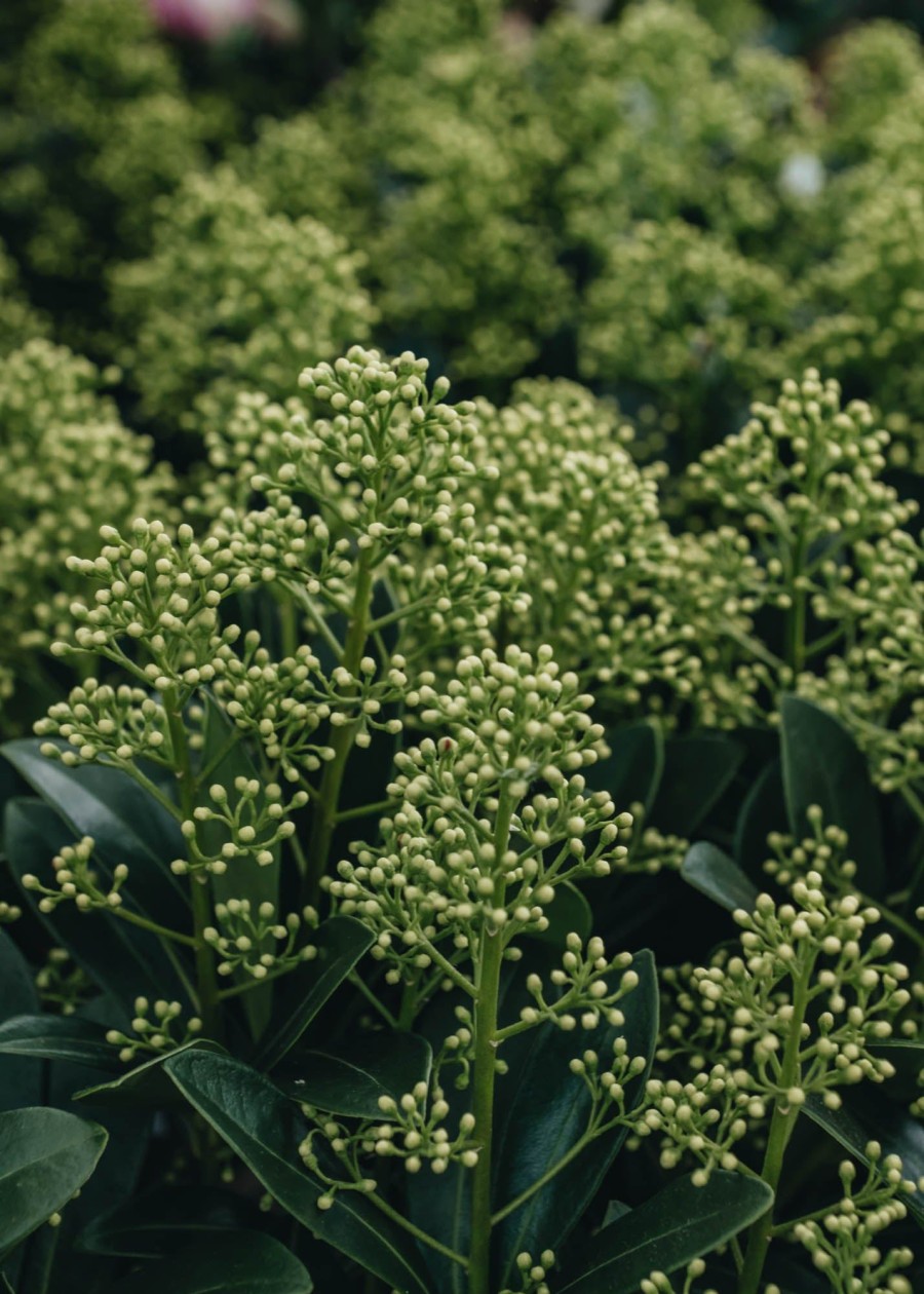 Plants Skimmia Pollinator Garden | Skimmia Japonica Finchy