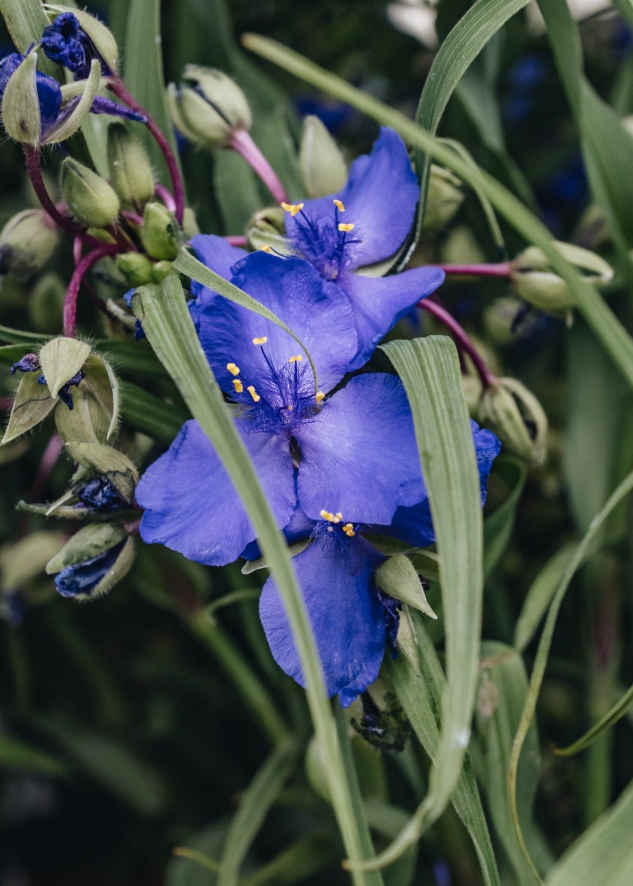 Plants Tradescantia Cottage Garden | Tradescantia Andersoniana