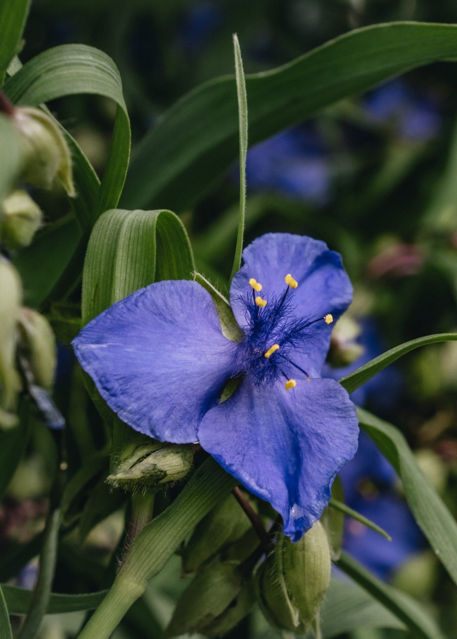 Plants Tradescantia Cottage Garden | Tradescantia Andersoniana