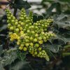 Plants Mahonia Pollinator Garden | Mahonia Wagneri Pinnacle