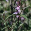 Plants Verbena Pollinator Garden | Verbena Grandiflora Bampton