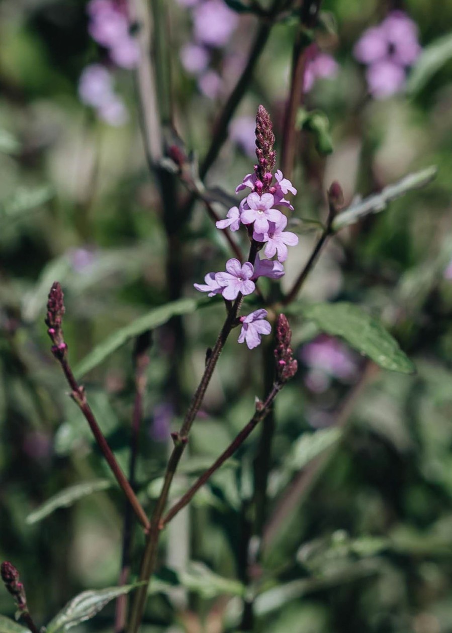 Plants Verbena Pollinator Garden | Verbena Grandiflora Bampton