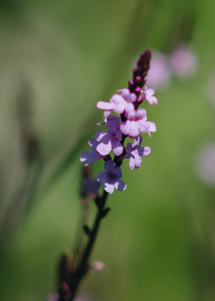 Plants Verbena Pollinator Garden | Verbena Grandiflora Bampton