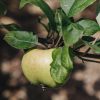 Plants Apple Tree Pollinator Garden | Malus Domestica Grenadier (Apple)