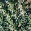 Plants Sarcococca Pollinator Garden | Sarcococca Ruscifolia