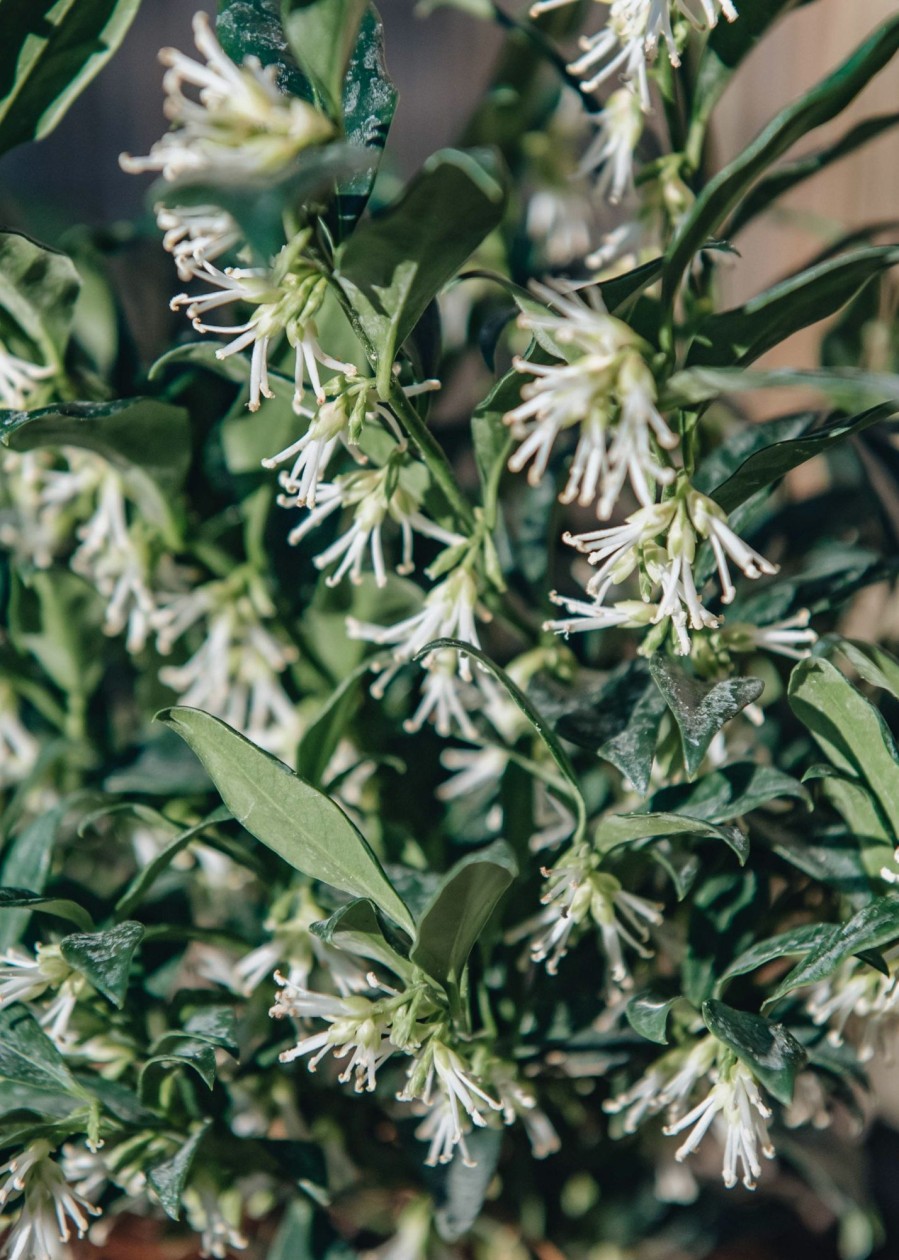 Plants Sarcococca Pollinator Garden | Sarcococca Ruscifolia