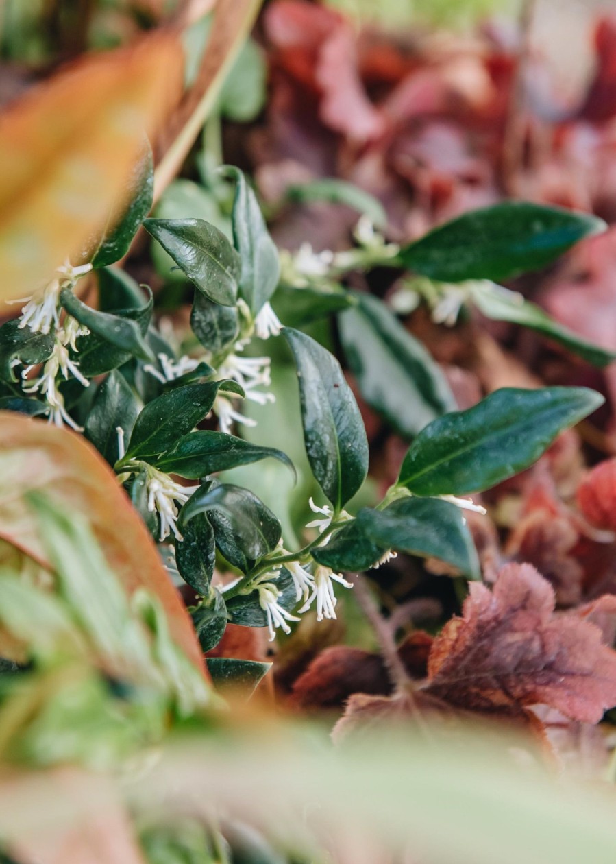 Plants Sarcococca Pollinator Garden | Sarcococca Ruscifolia