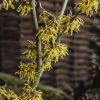 Plants Hamamelis Cottage Garden | Hamamelis X Intermedia Arnold Promise