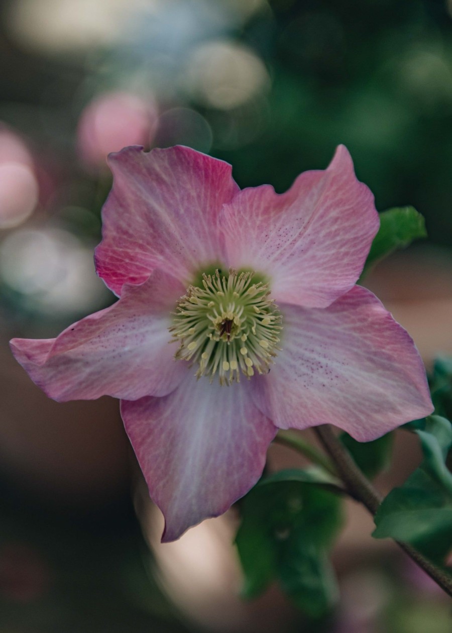 Plants Hellebore Pollinator Garden | Helleborus Walberton'S Rosemary