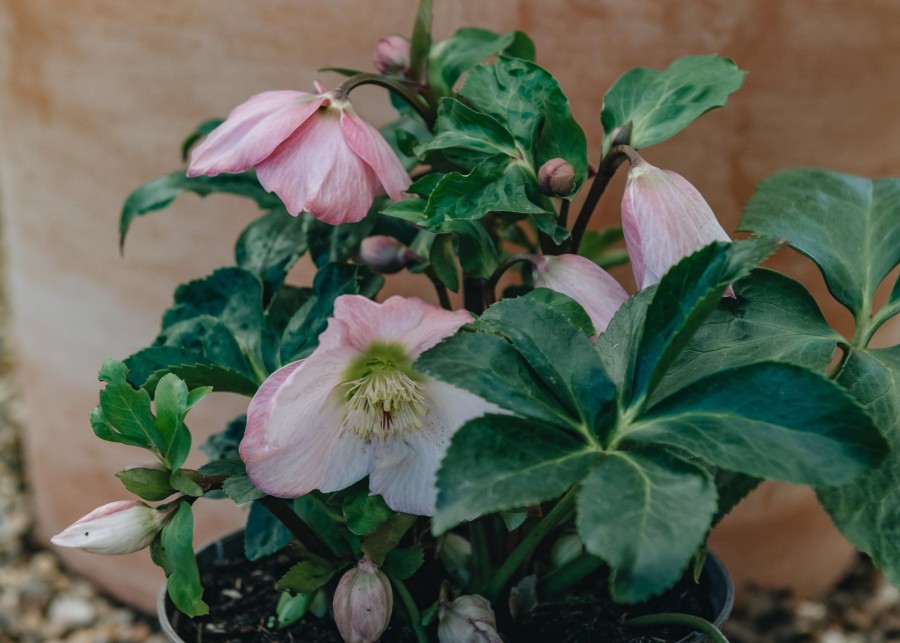 Plants Hellebore Pollinator Garden | Helleborus Walberton'S Rosemary