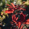 Plants Cotinus Trees & Shrubs | Cotinus Grace