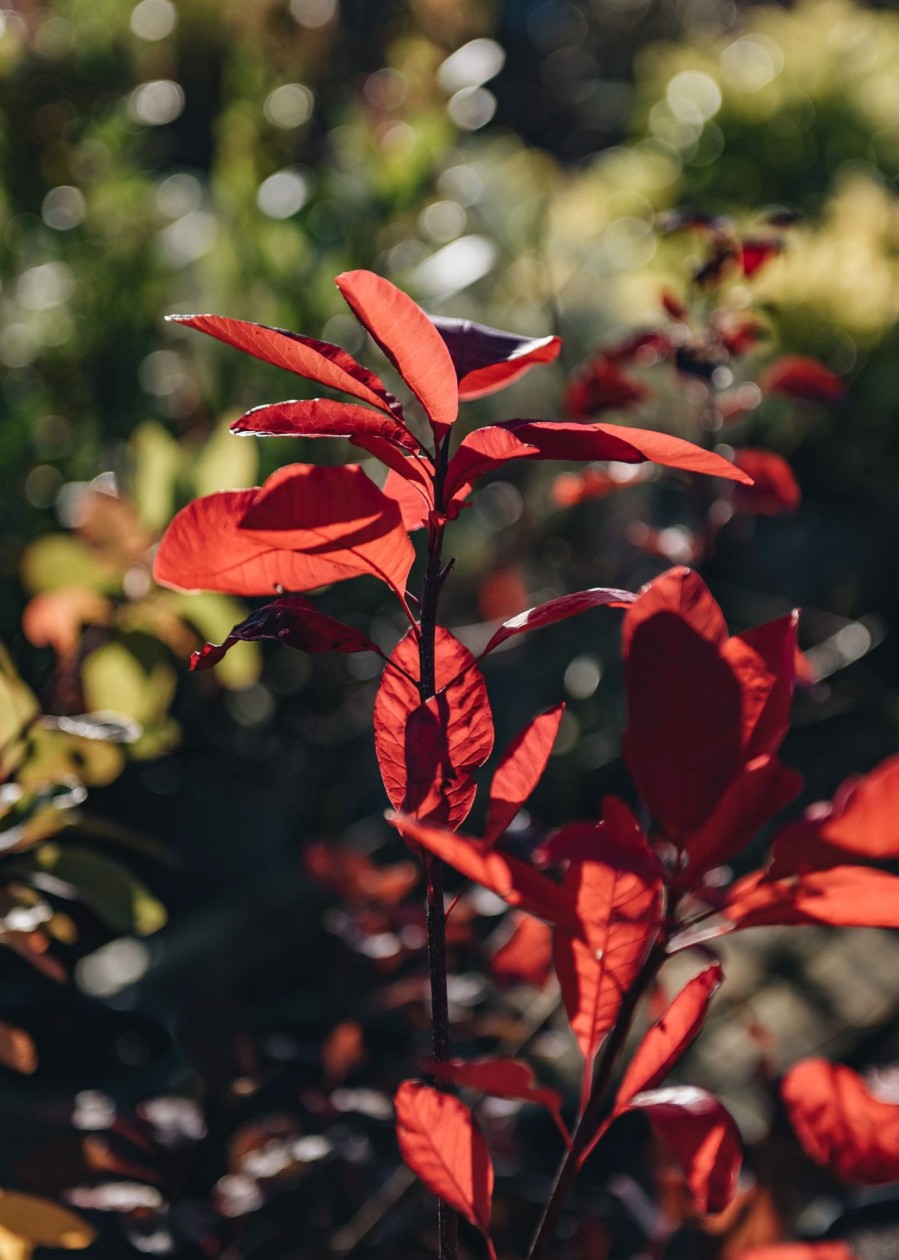 Plants Cotinus Trees & Shrubs | Cotinus Grace