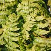 Plants Dryopteris Cottage Garden | Dryopteris Jurassic Gold