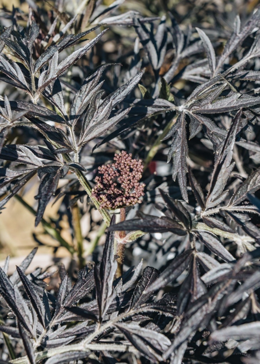 Plants Sambucus Trees & Shrubs | Sambucus Nigra Black Lace Agm