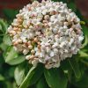 Plants Viburnum Pollinator Garden | Viburnum Carlcephalum Agm 15L