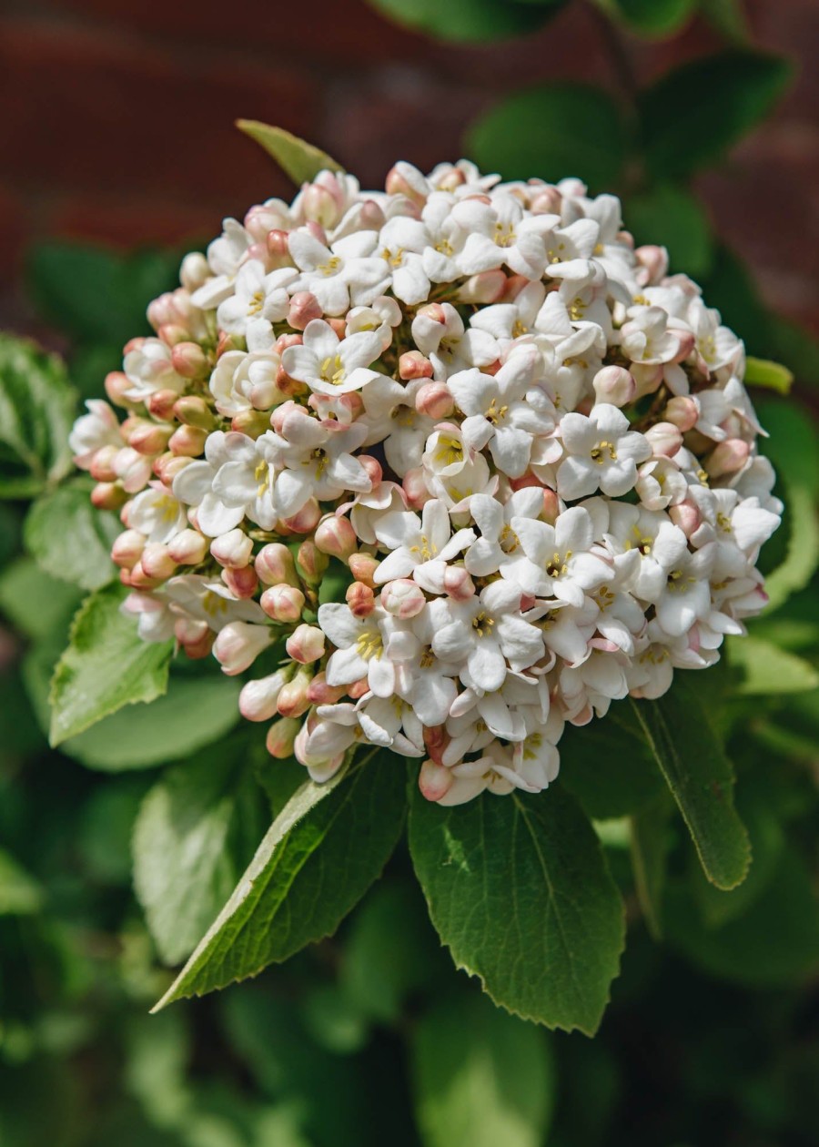 Plants Viburnum Pollinator Garden | Viburnum Carlcephalum Agm 15L