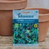 Plants Johnsons Seeds | Cerinthe Major Purpurascens Seeds