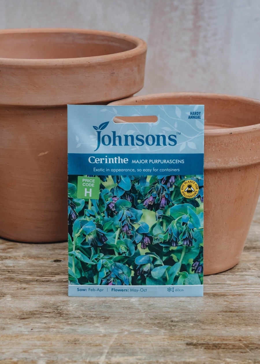 Plants Johnsons Seeds | Cerinthe Major Purpurascens Seeds