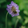 Plants Scabious Pollinator Garden | Scabiosa Mariposa Blue