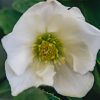 Plants Helleborus Cottage Garden | Helleborus Linda