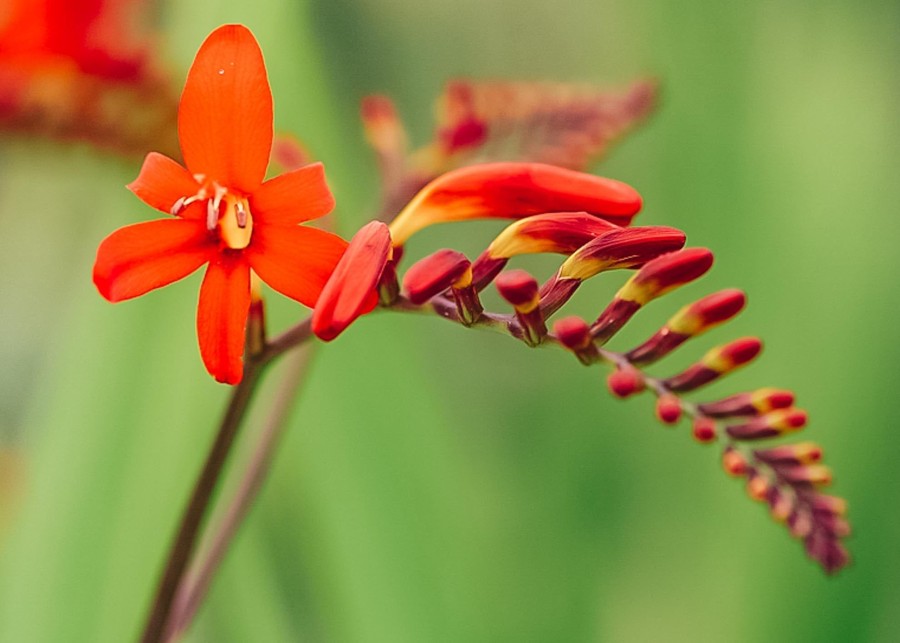 Plants Taylors Bulbs Begonia, Canna, Crocosmia And More Bulbs | Crocosmia 'Lucifer', Pack Of 25 Corms